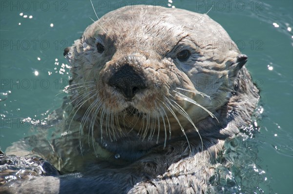 Sea Otter (Enhydra lutris)