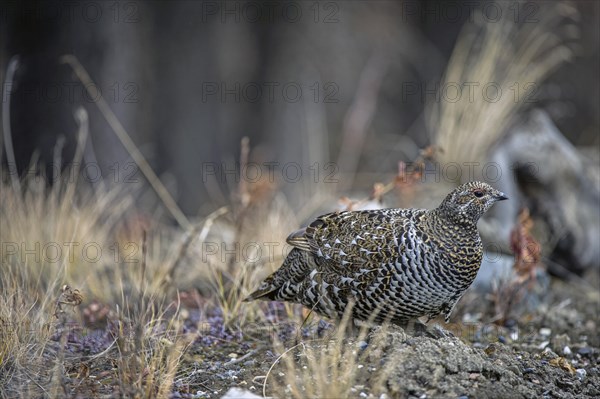 Spruce Grouse (Dendragapus canadensis)