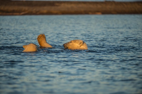 Two polar bears (Ursus maritimus) in the sea