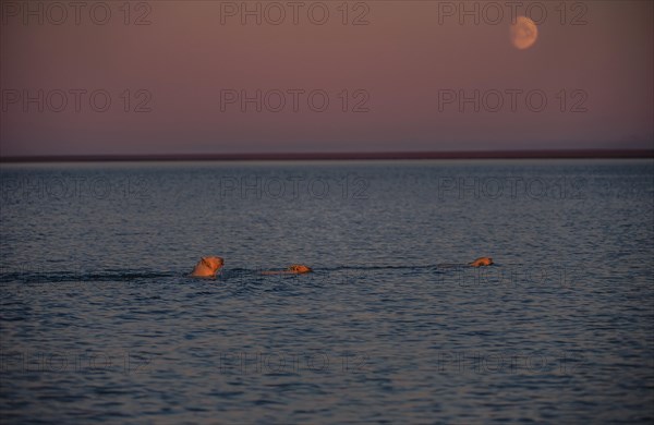 Polar bear (Ursus maritimus) with two young animals in the sea