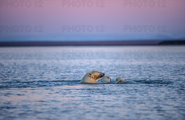 Polar bear (Ursus maritimus) with two young animals in the sea