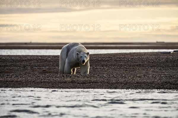 Polar bear (Ursus maritimus)