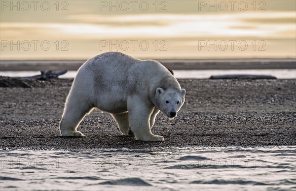 Polar bear (Ursus maritimus)