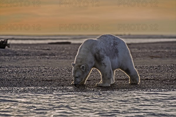 Polar bear (Ursus maritimus)