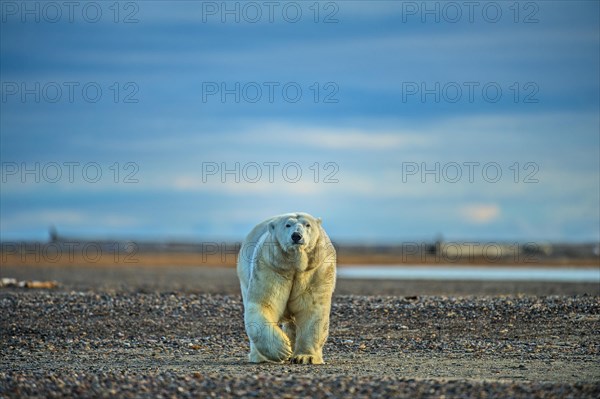 Polar bear (Ursus maritimus)