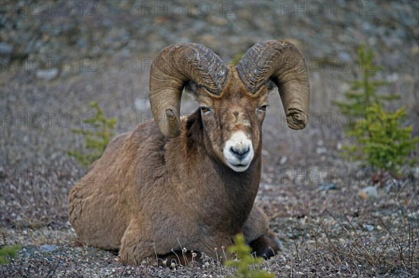 Bighorn sheep (Ovis canadensis)