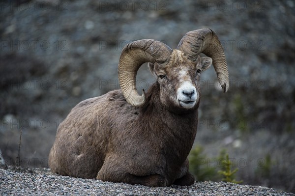 Bighorn sheep (Ovis canadensis)