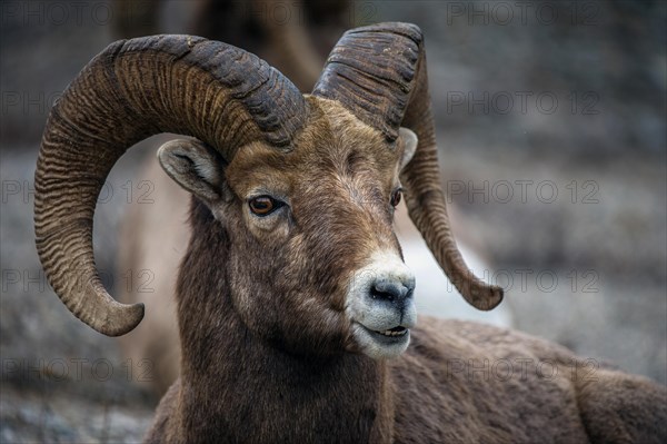 Bighorn sheep (Ovis canadensis)