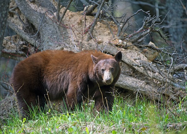 American black bear (Ursus americanus)