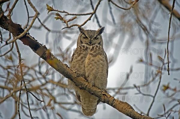 Great horned owl (Bubo virginianus)