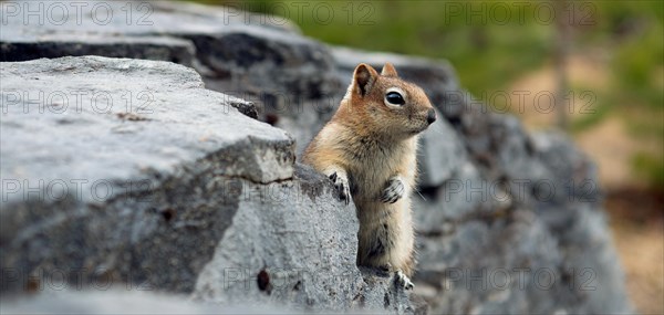 Golden-mantled ground squirrel (Spermophilus lateralis)