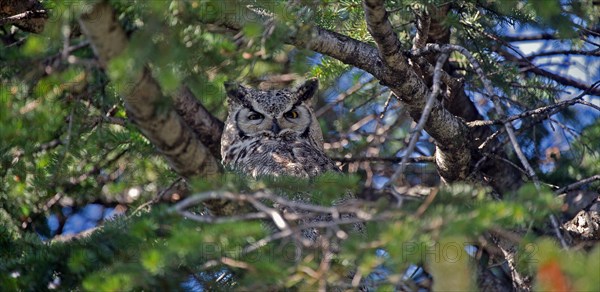 Great horned Owl (Bubo virginianus)