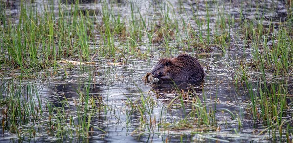 North American beaver (Castor canadensis)