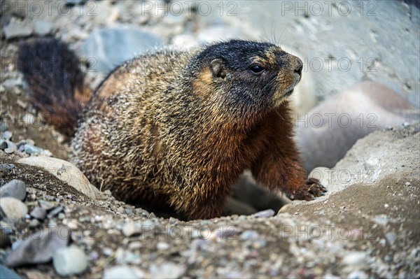 Yellow-bellied marmot (Marmota flaviventris)