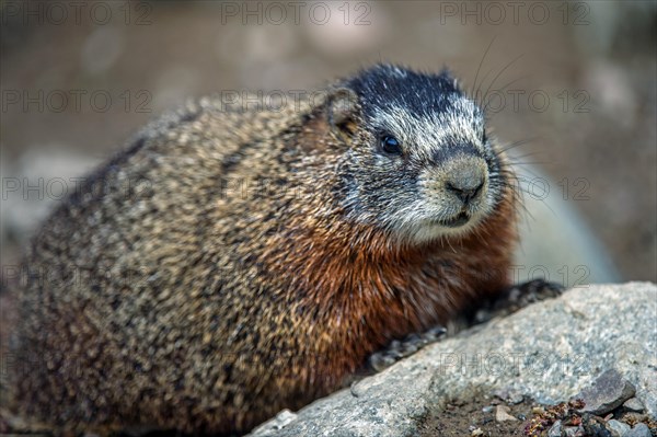 Yellow-bellied marmot (Marmota flaviventris)