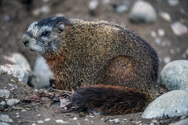 Yellow-bellied marmot (Marmota flaviventris)