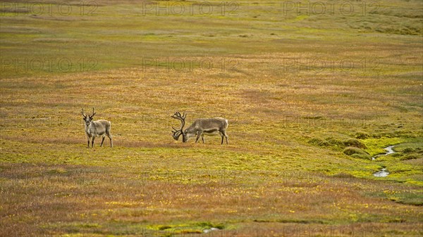 Two Svalbard reindeer (Rangifer tarandus platyrhynchus) on tundra