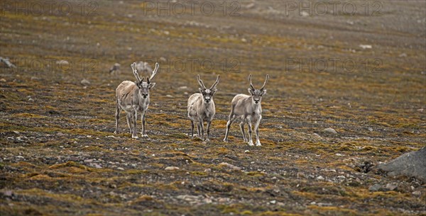 Three Svalbard reindeer (Rangifer tarandus platyrhynchus) on tundra