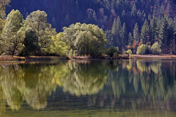 Trees reflected in lake Weitsee