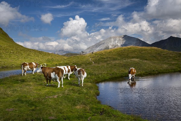 Cows by mountain lake on Hasellochscharte