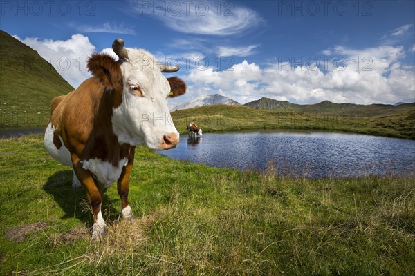 Cows at mountain lake on Hasellochscharte