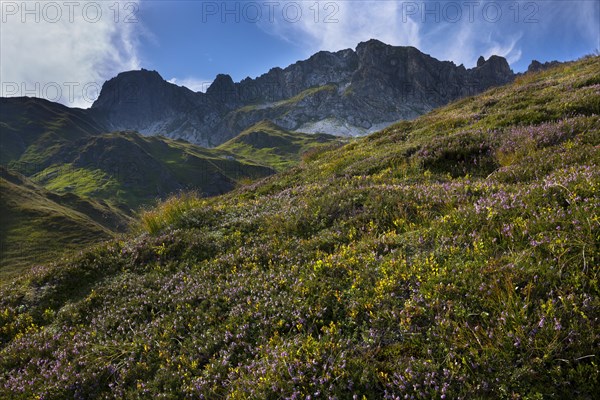 Wildkarkopf heather meadow