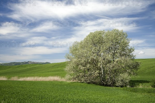 White poplar (Populus alba)