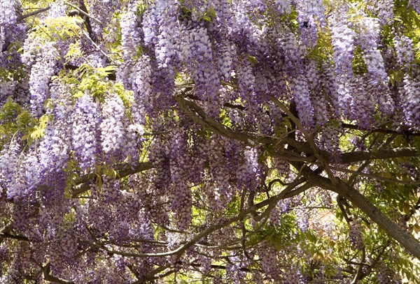 Chinese Wisteria (Wisteria sinensis)