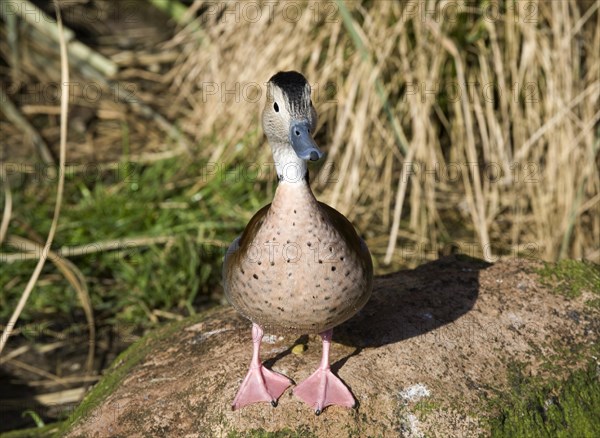 Ringed teal (Callonetta leucophrys)