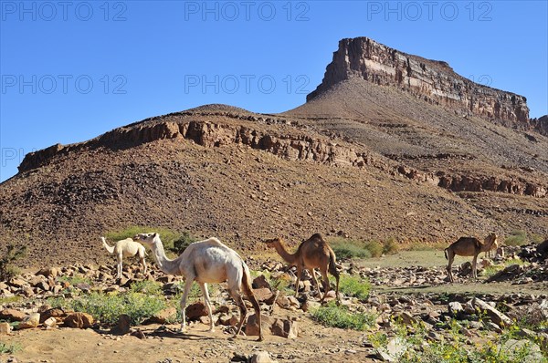 Dromedaries in the mountains at Amogjar pass