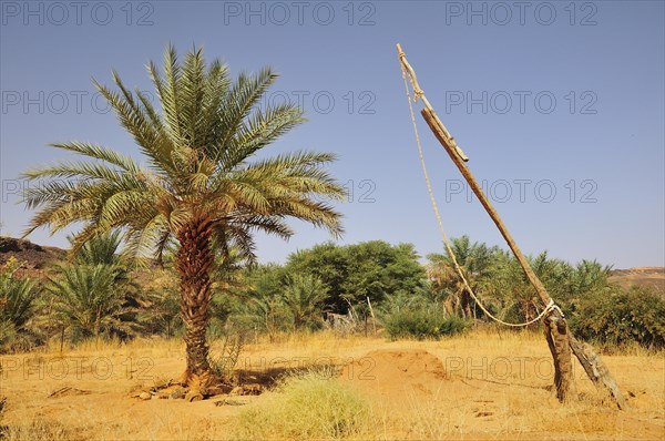 Simple drawing well with date palms