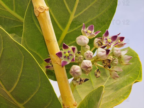 Blossoming desert plant Apple of Sodom (Calotropis procera)