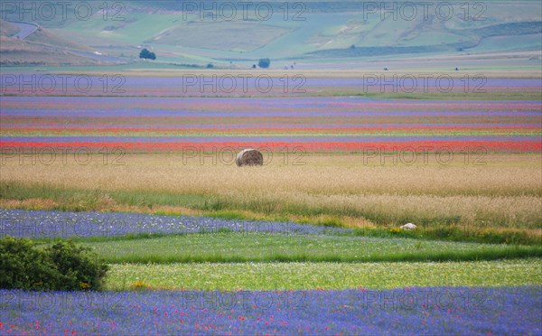 Blooming meadow and a hay bale