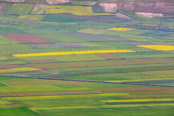 Blooming meadow in the Piana di Castelluccio di Norcia