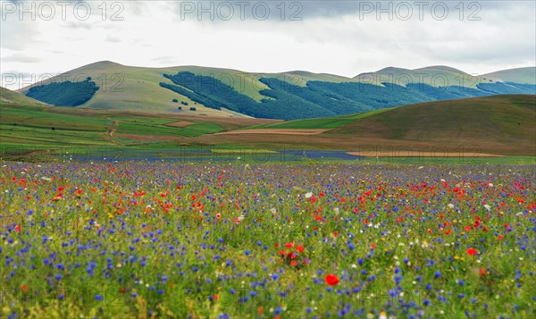 Blooming meadow in the Piana di Castelluccio di Norcia