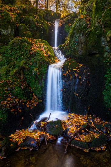 Small brook in an autumnal Beech forest (Fagus sylvatica) with a waterfall