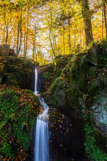 Small brook in an autumnal Beech forest (Fagus sylvatica) with a waterfall