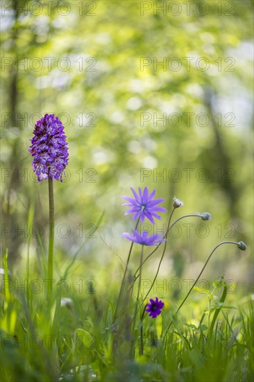 Lady orchid (Orchis purpurea) and Star Anemone or broad-leaved Anemone (Anemone hortensis)