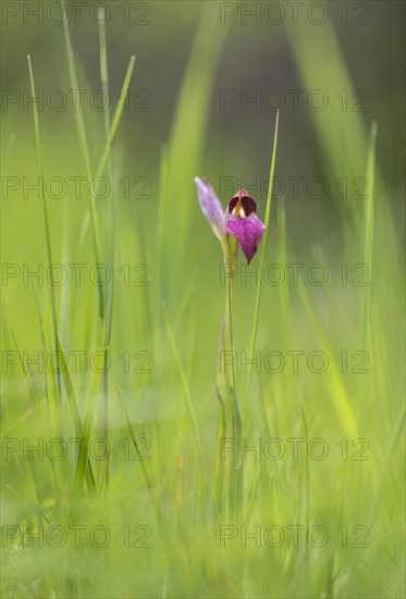 Tongue Orchid (Serapias lingua) in the grass