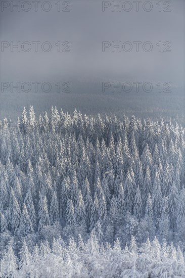 Winter landscape with snowy spruce trees