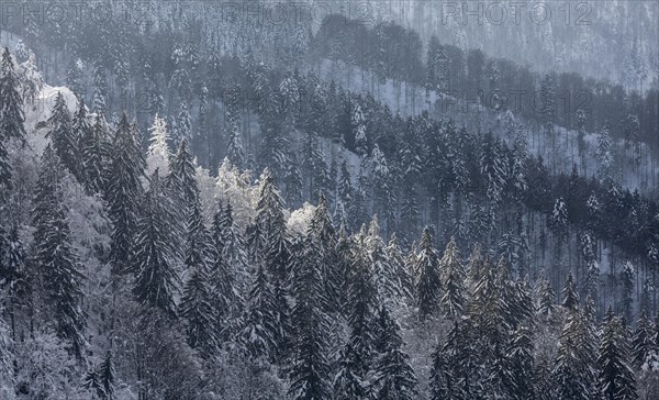 Winter landscape with snowy spruce trees