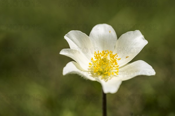 Narcissus-flowered anemone (Anemone narcissiflora)