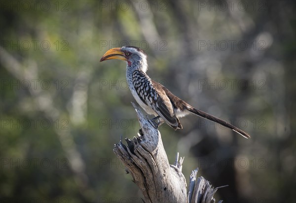 Southern yellow-billed hornbill (Tockus leucomelas)