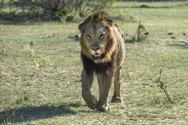 Lion (Panthera leo) walking