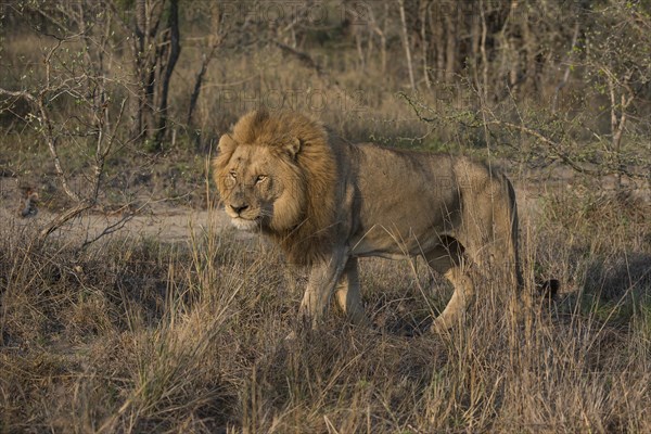 Lion (Panthera leo)