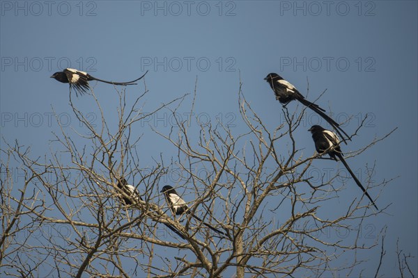 Magpie shrike or African long-tailed shrike (Urolestes melanoleucus) sitting on tree and flying