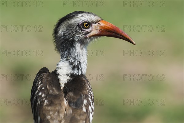 Northern red-billed hornbill (Tockus erythrorhynchus)