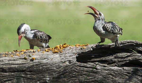 Northern red-billed hornbill (Tockus erythrorhynchus)