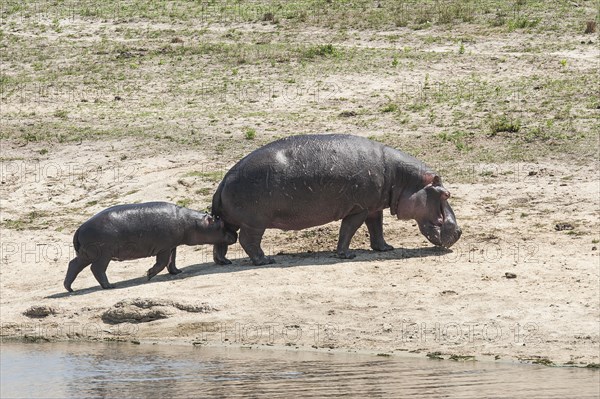 Hippopotamus (Hippopotamus amphibius) female with young