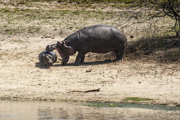 Hippopotamus (Hippopotamus amphibius) female with young